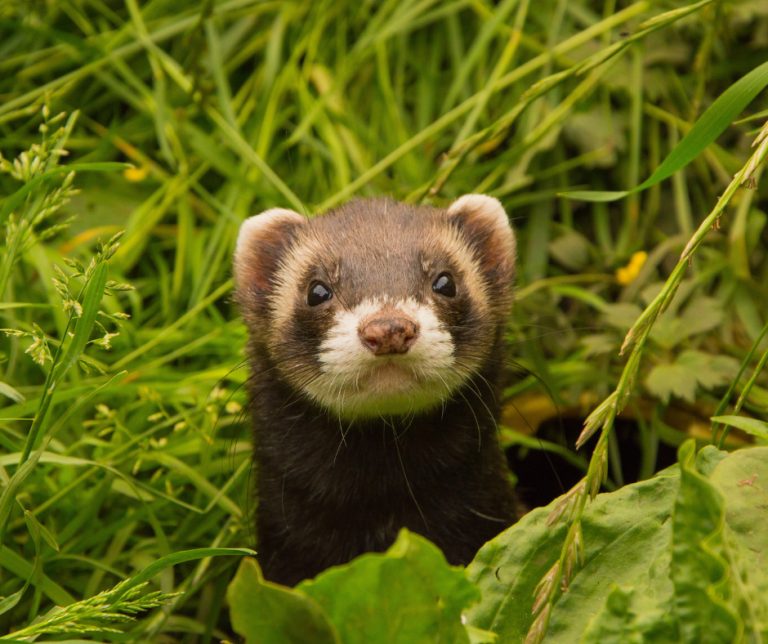 découvrez tout ce qu'il faut savoir sur les soins et le comportement des furets. apprenez à comprendre ces animaux fascinants, à assurer leur bien-être et à créer un environnement adapté à leurs besoins.